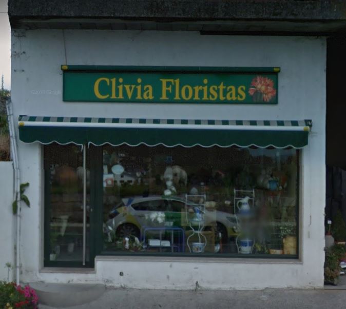FLORISTERIA CLIVIA