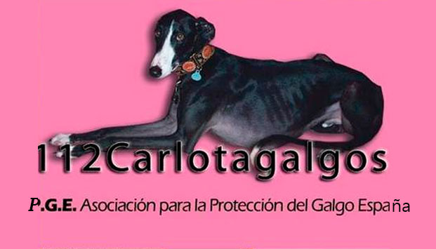 112 CARLOTA GALGOS